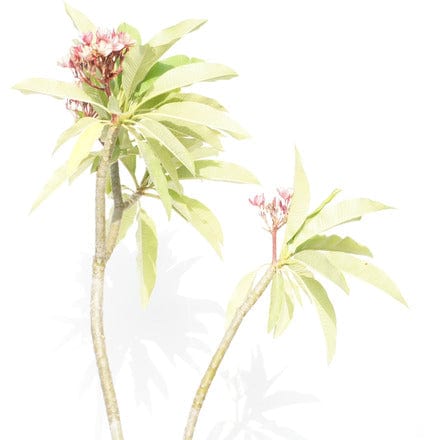 Outdoor Plant Large Pink Frangipani