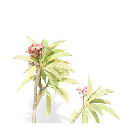 Outdoor Plant Medium Pink Frangipani