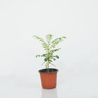 Outdoor Plant Murraya koenigii