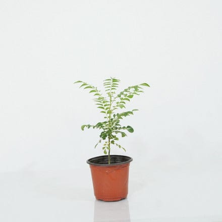 Outdoor Plant Murraya koenigii