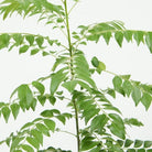 Outdoor Plant Murraya koenigii