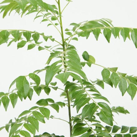 Outdoor Plant Murraya koenigii
