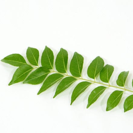 Outdoor Plant Murraya koenigii