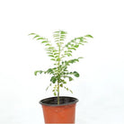 Outdoor Plant Murraya koenigii