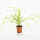 Outdoor Plant Pandanus baptistii Pandanus baptistii