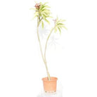 Outdoor Plant Plumeria rubra Plumeria rubra