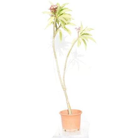 Outdoor Plant Plumeria rubra Plumeria rubra
