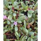 Outdoor Plant Small Sea Purslane Sea Purslane