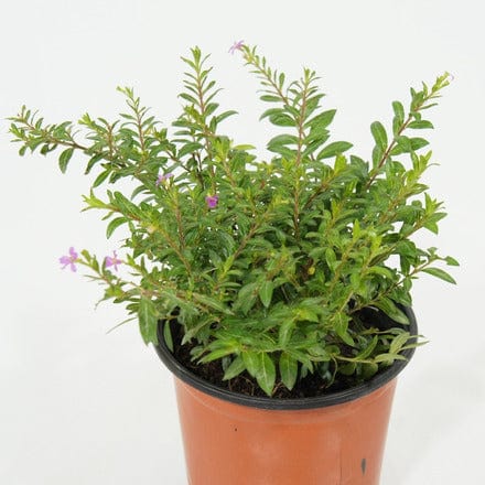 Outdoor Plant V13 Cuphea ignea