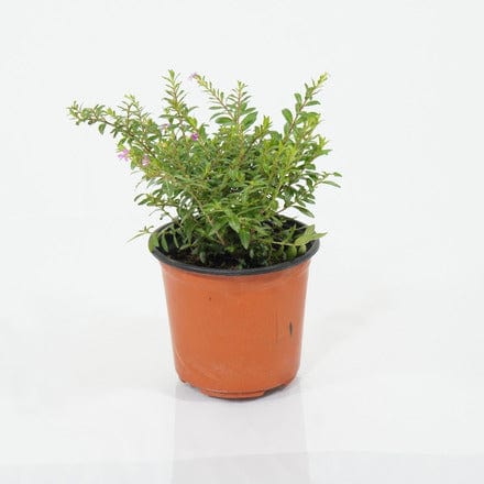 Outdoor Plant V13 Cuphea ignea