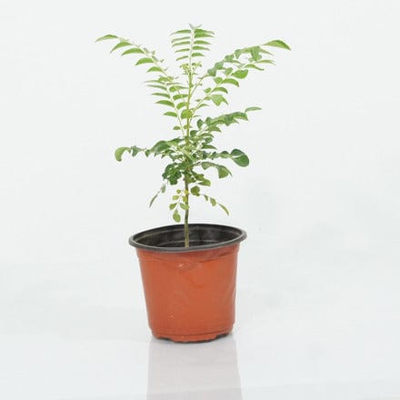 Outdoor Plant V13 Murraya koenigii