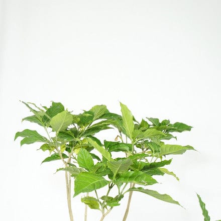 Outdoor Shrubs Medium Taberna
