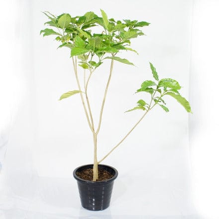 Outdoor Shrubs Small Taberna