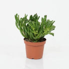 Succulents & Cacti 20 cm Crassula Ovata 'Hobbit' Crassula Ovata 'Hobbit'