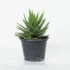 Succulents & Cacti Aloe Spp Aloe Spp