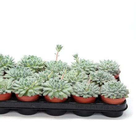 Succulents & Cacti Echeveria Seto Echeveria Seto