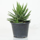 Succulents & Cacti Medium Aloe Spp Aloe Spp