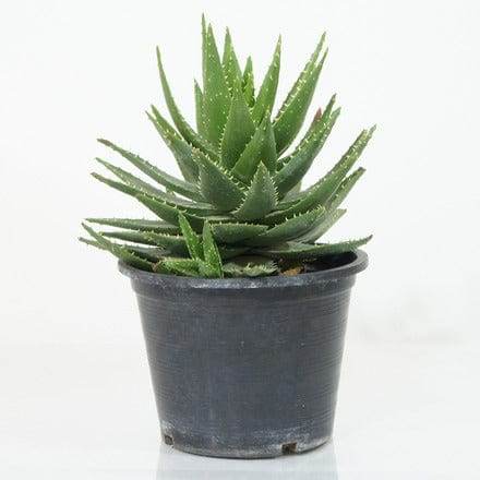 Succulents & Cacti Medium Aloe Spp Aloe Spp