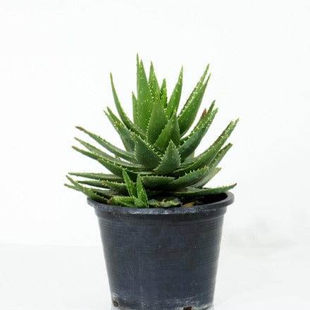 Succulents & Cacti Small Aloe Spp Aloe Spp