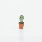 Succulents & Cacti Small Pachycereus marginatus Pachycereus marginatus