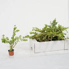 Succulents & Cacti V13 in half dozen Box Portulacaria Afra Portulacaria Afra