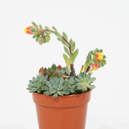 Succulents Echeveria Seto